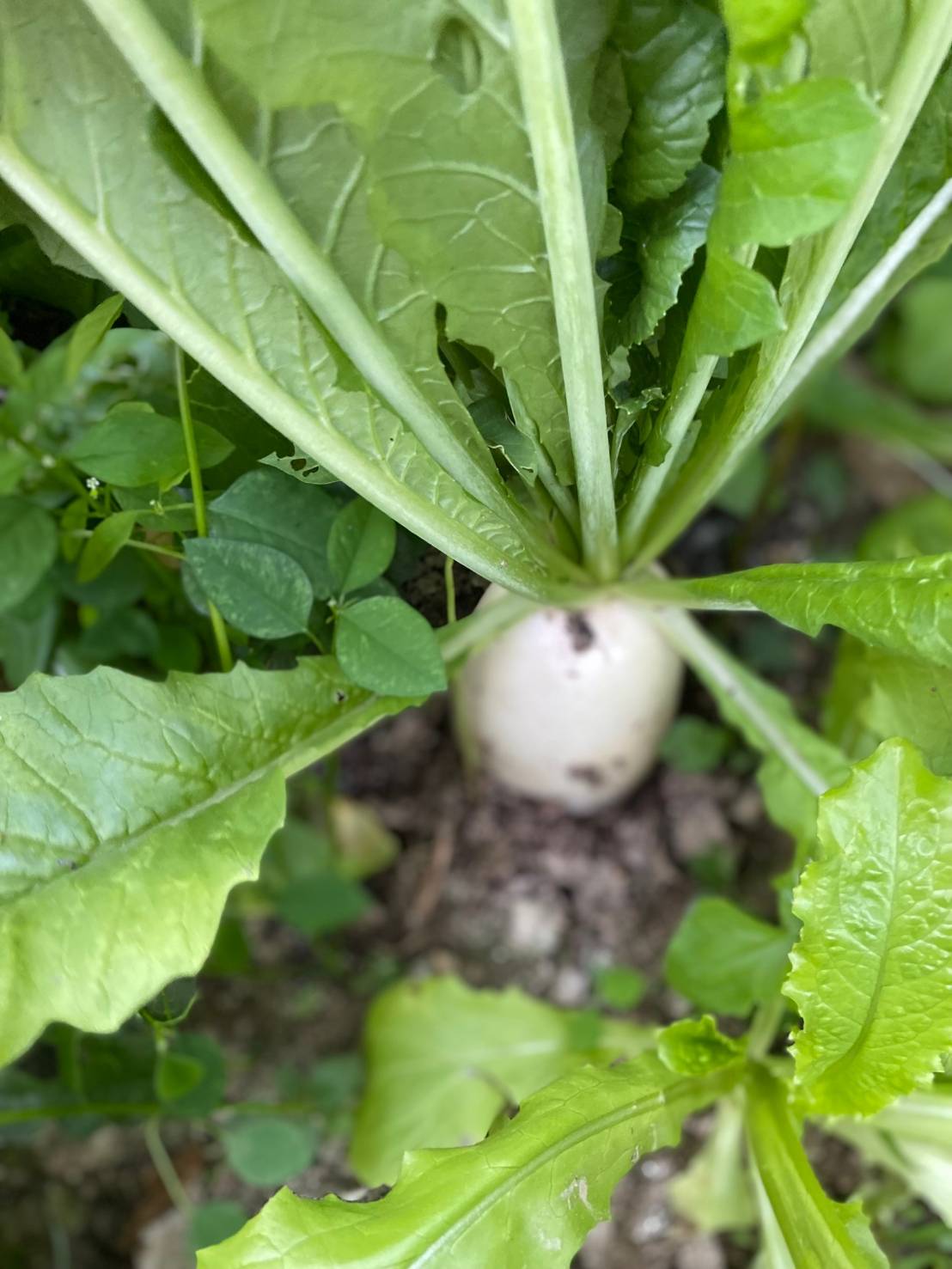 一代交配 白蘿蔔 Chinese radish F1 Hybrid seed