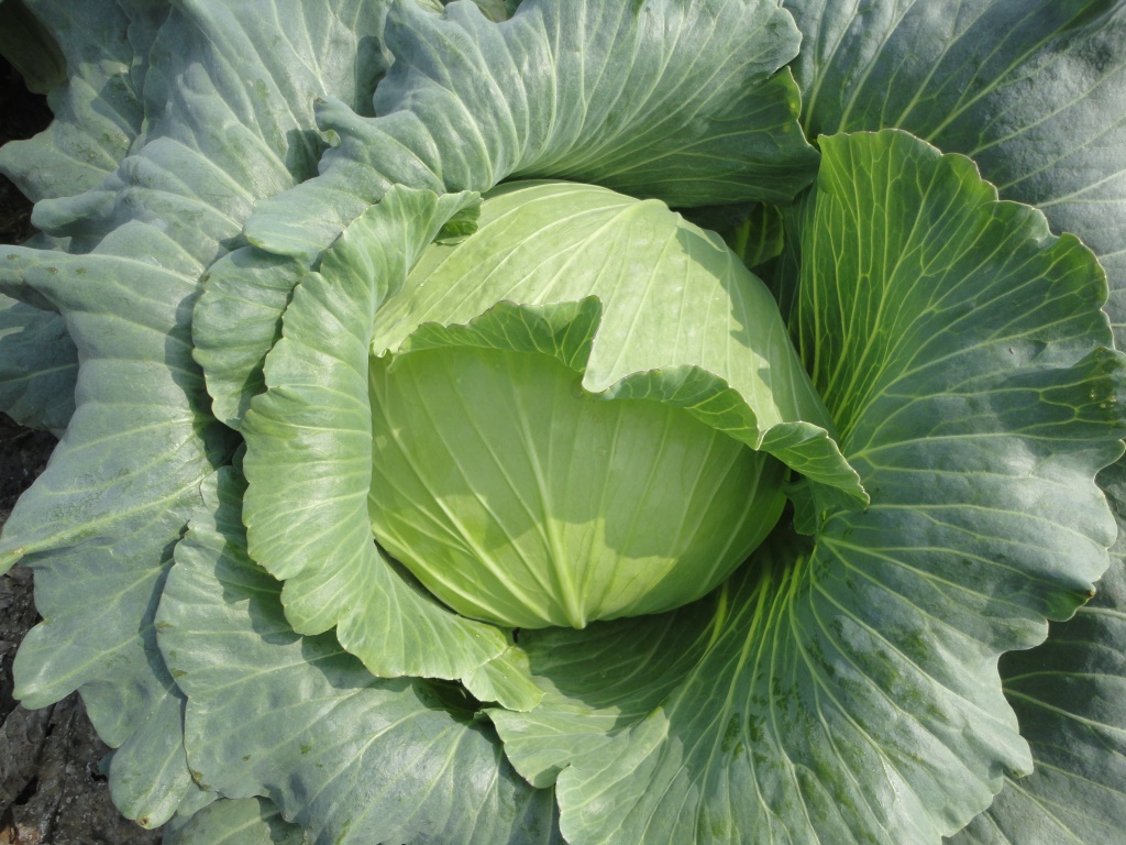 一代交配 甘藍種子 Cabbage F1 Hybrid seed