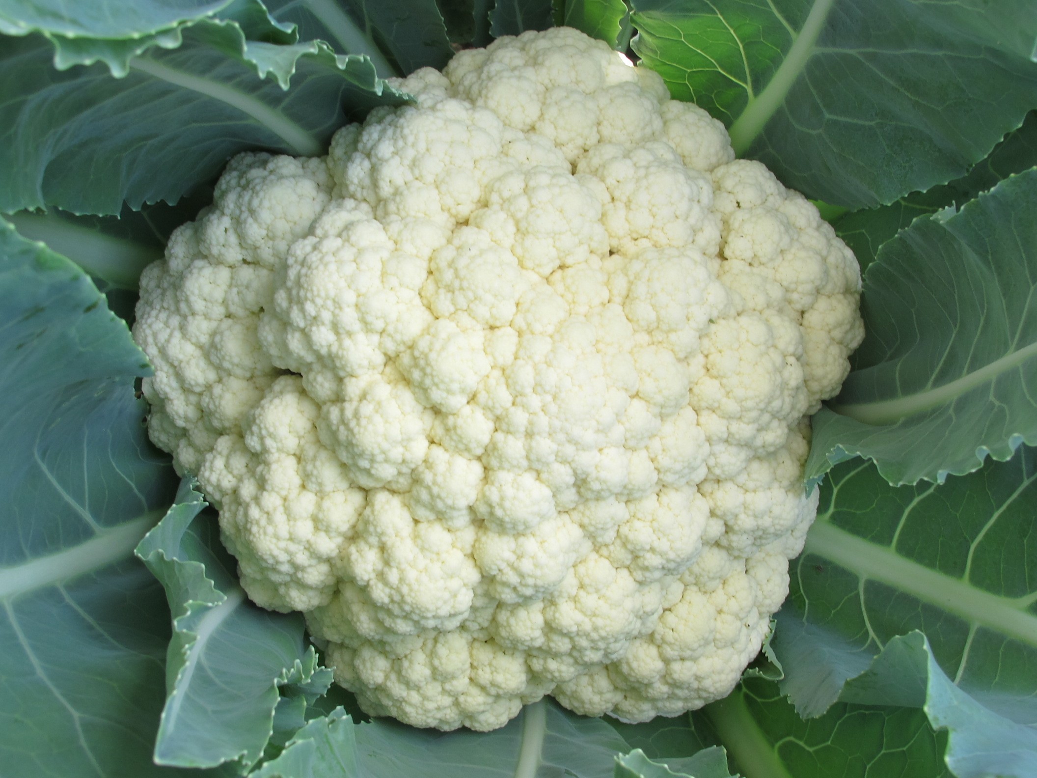 一代交配 花椰菜種子 Cauliflower F1 Hybrid seed