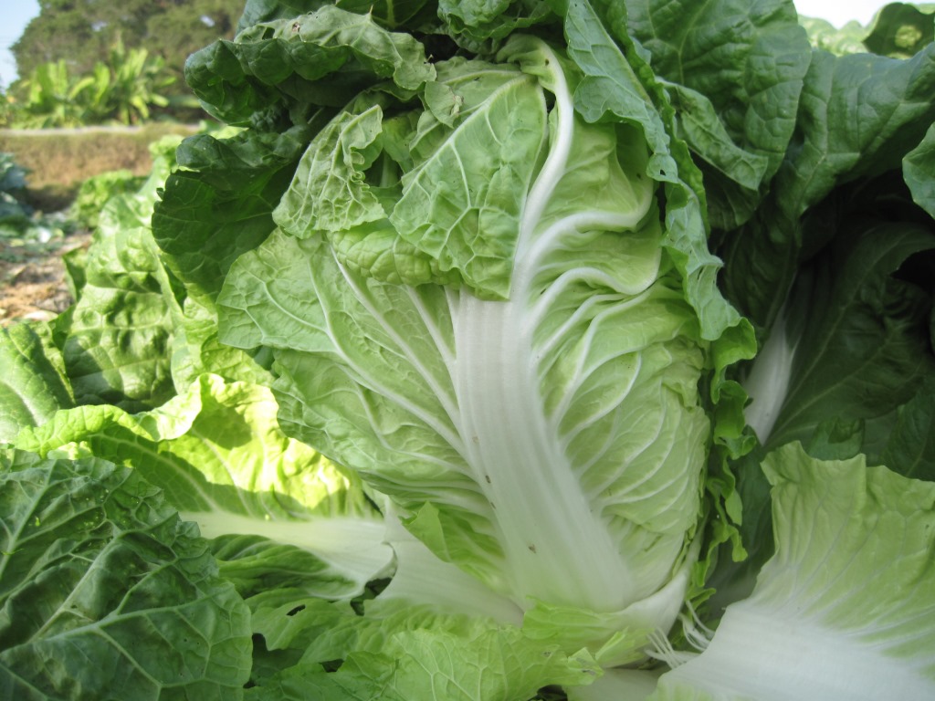 一代交配 包心白菜 Chinese Cabbage F1 Hybrid seed