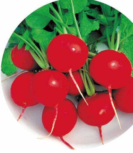 櫻桃蘿蔔 Cherry Radish
