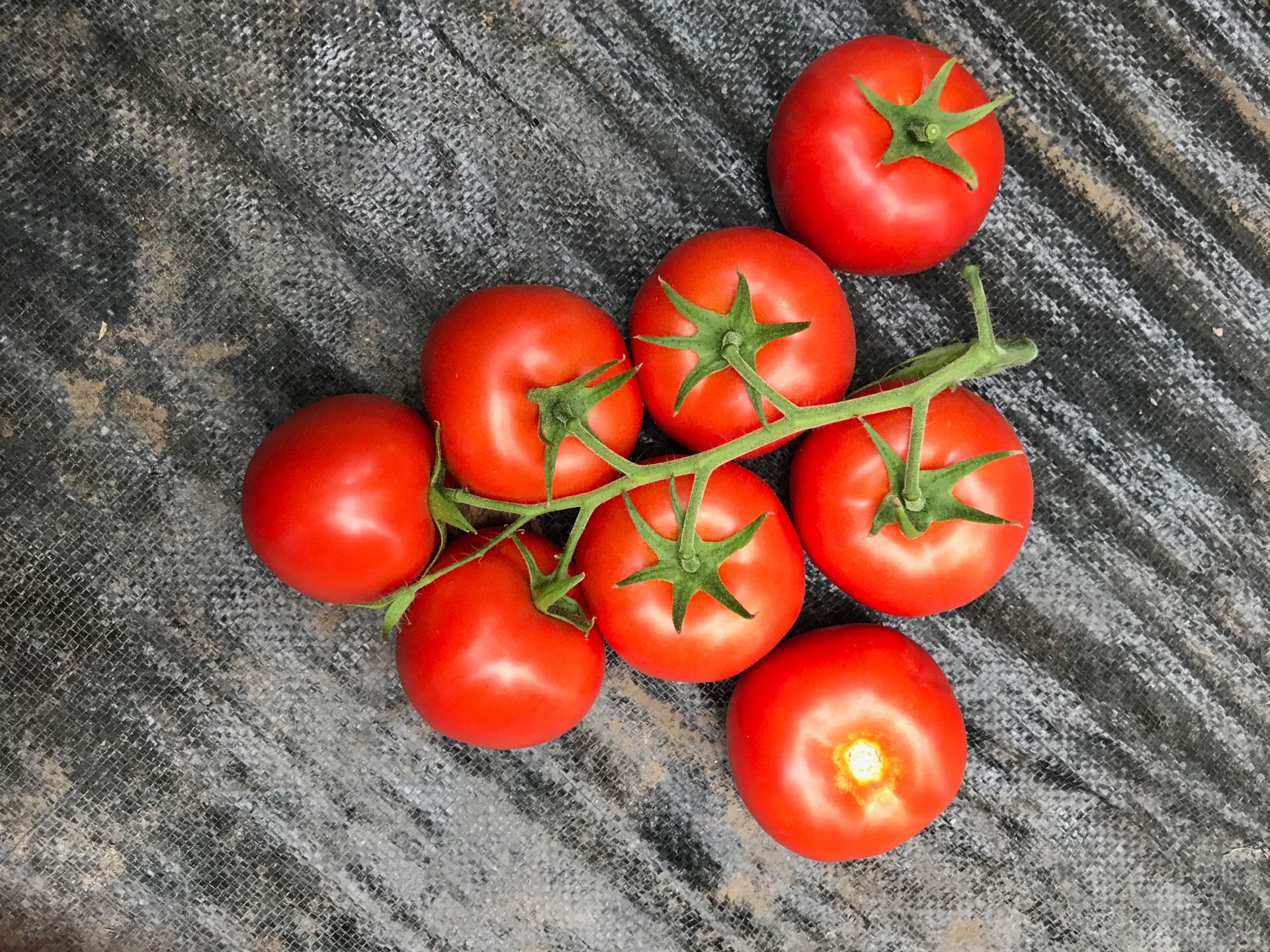一代交配 大番茄 Tomato F1 Hybrid seed