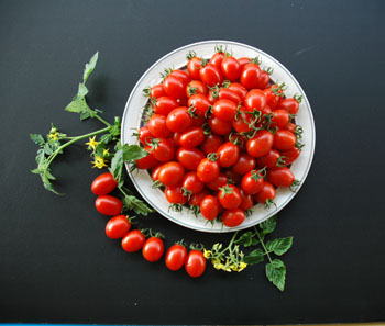 一代交配 小番茄 Cherry tomato F1 Hybrid seed