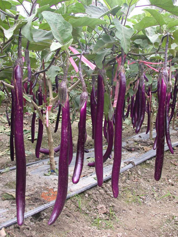 一代交配 茄子 Eggplant F1 HYBRID SEED