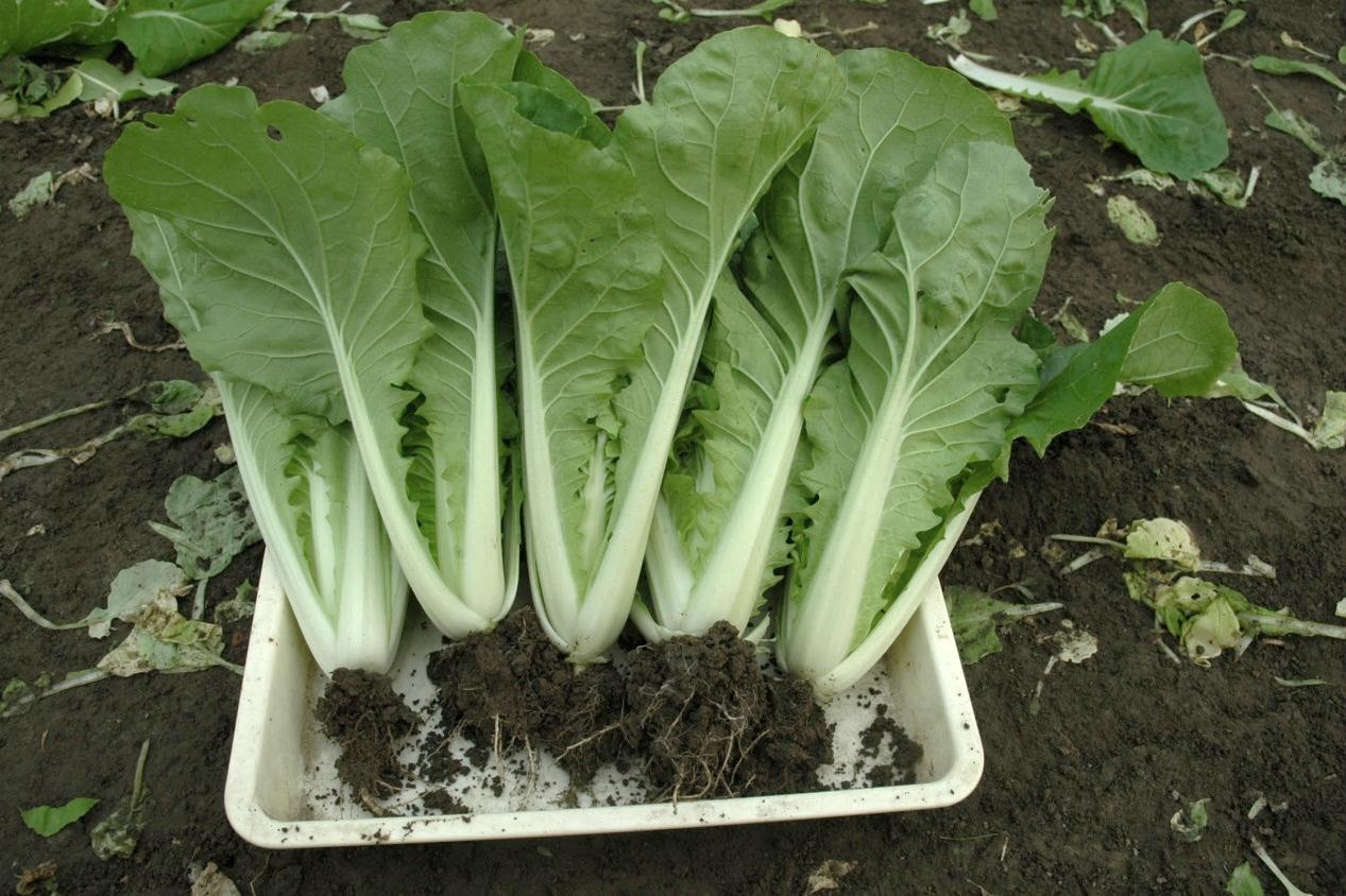 一代交配 小白菜 Bokchoi F1 HYBRID SEED