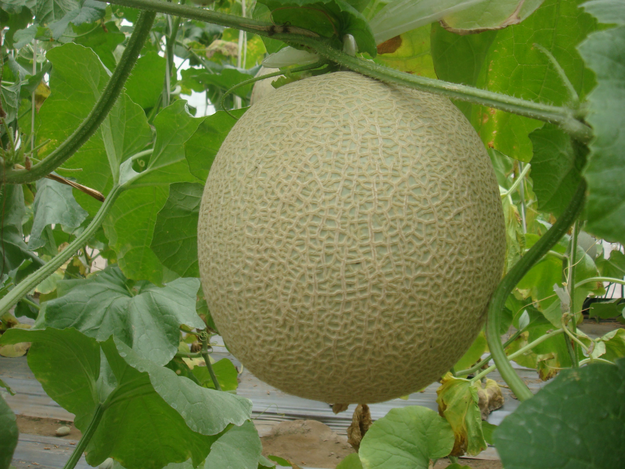 洋香瓜 Melon F1 HYBRID SEED