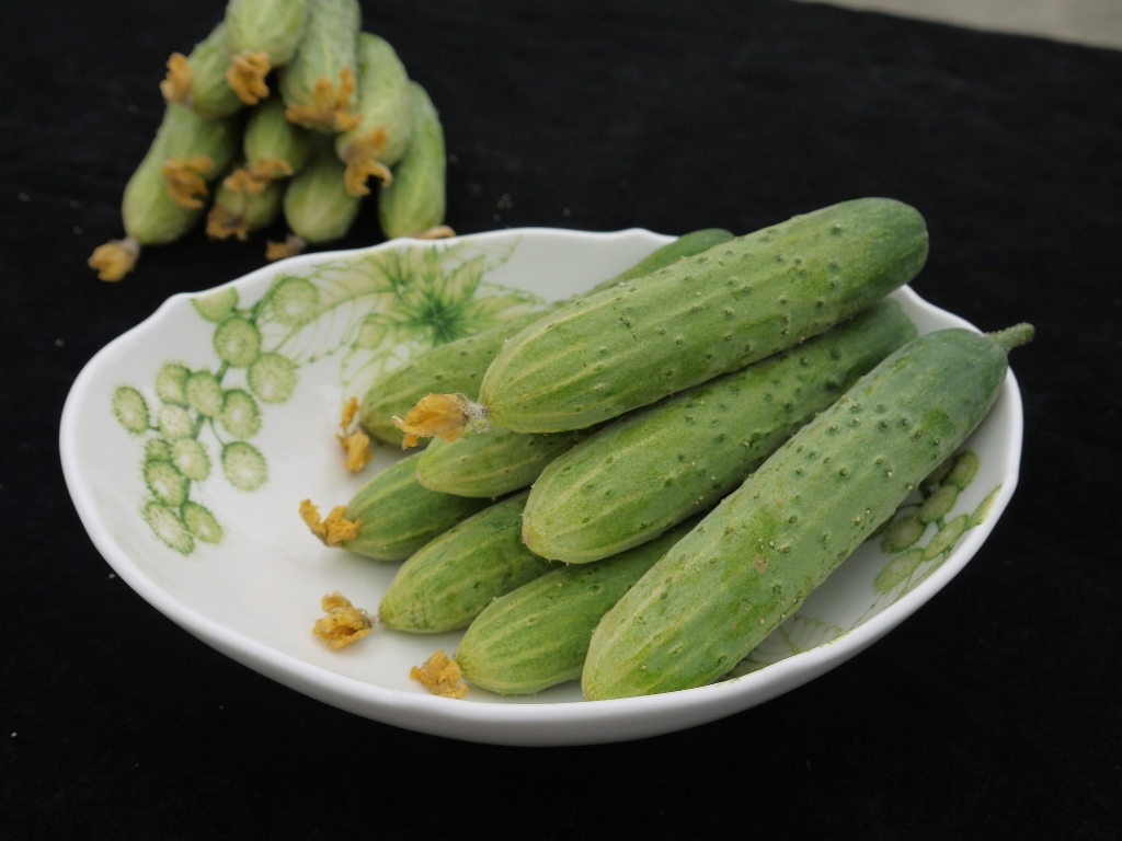 小胡瓜 cucumber F1 HYBRID SEED