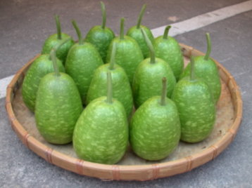 扁蒲 Bottle Gourd F1 HYBRID SEED