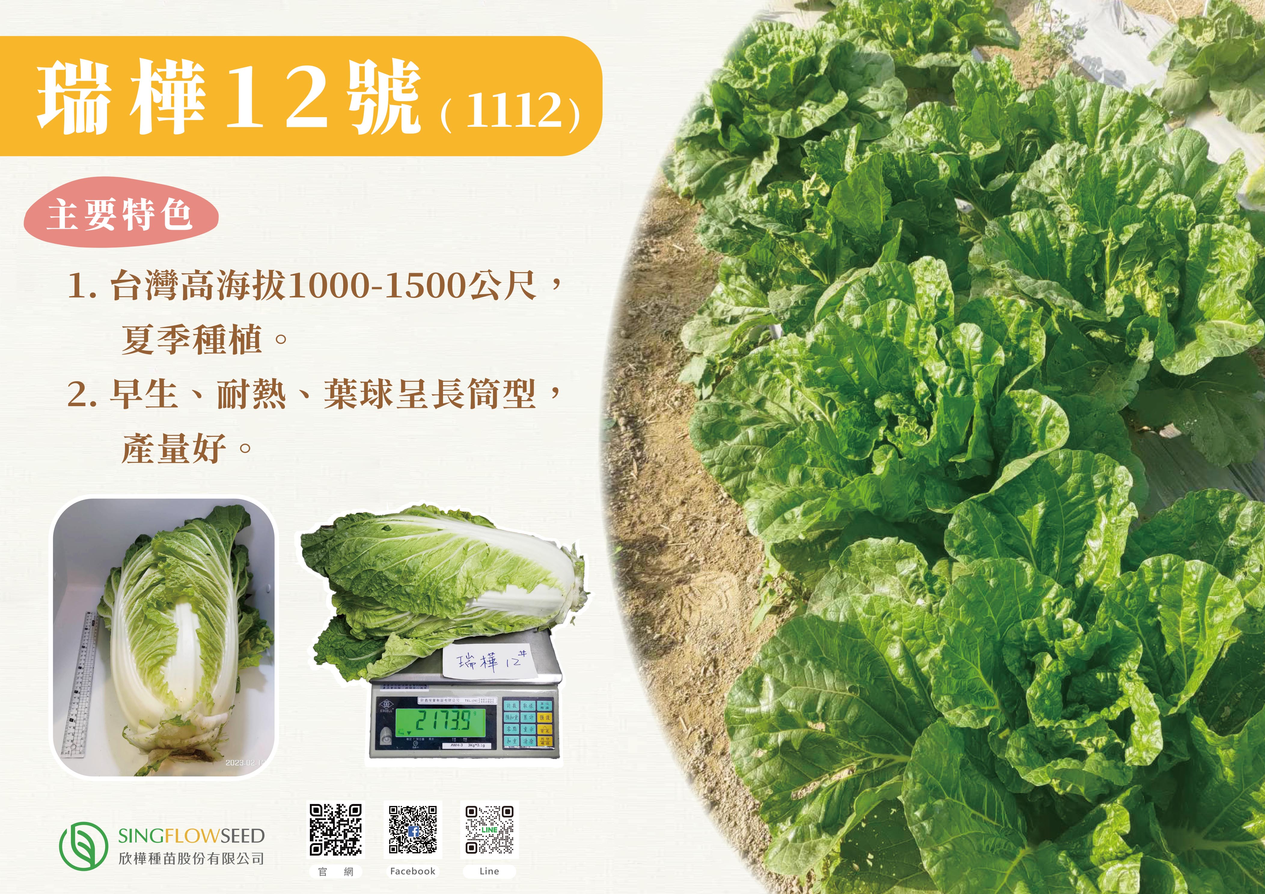 包心白菜 瑞樺12號