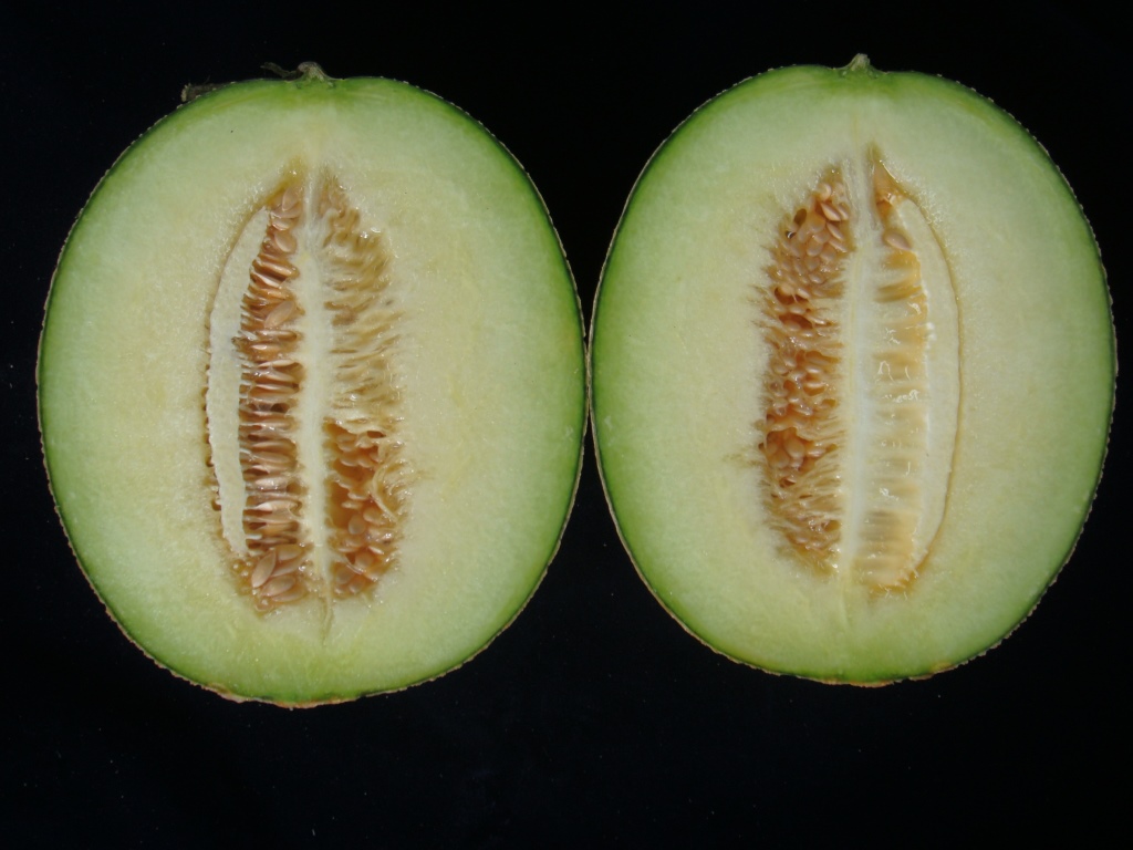 12號洋香瓜(綠肉)(2812)