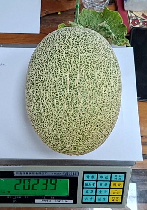 新疆瓜 提款卡