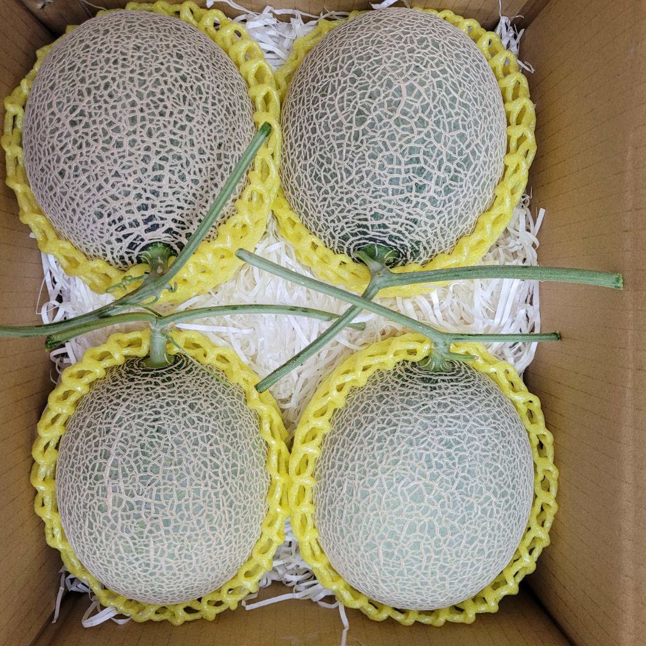 細網紋洋香瓜 波爾王子